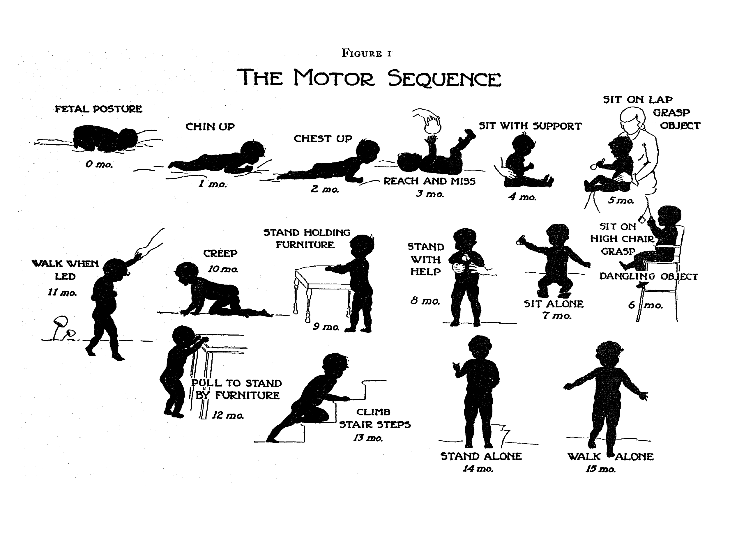 Gross motor development as a sequence of milestones. Source: Shirley (1933), with permission.